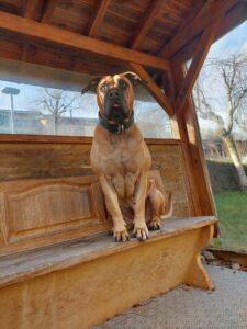 Boerboel Lady Alva