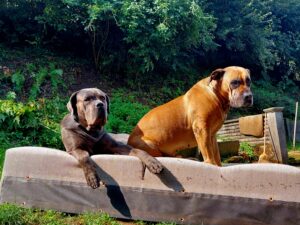 Neo und Alva
